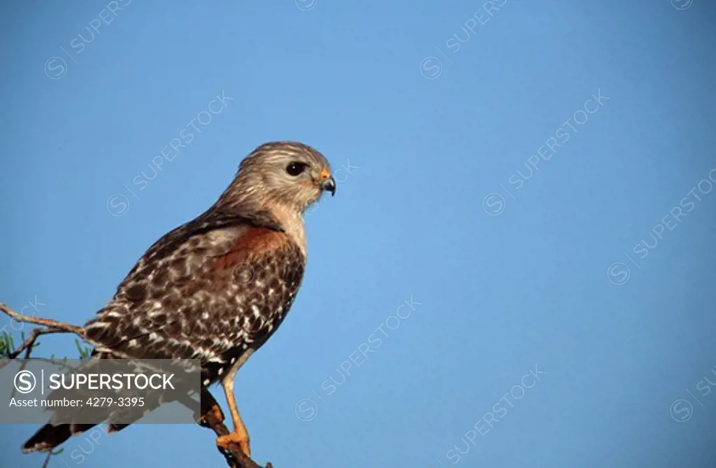buteo lineatus, red-shouldered hawk
