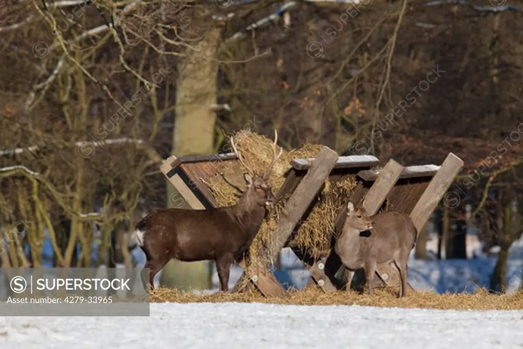 Sika Deer - stag and hind at manger, Cervus nippon