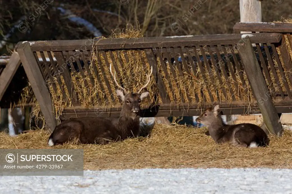 Sika Deer - hind and stag lying in front of a manger, Cervus nippon