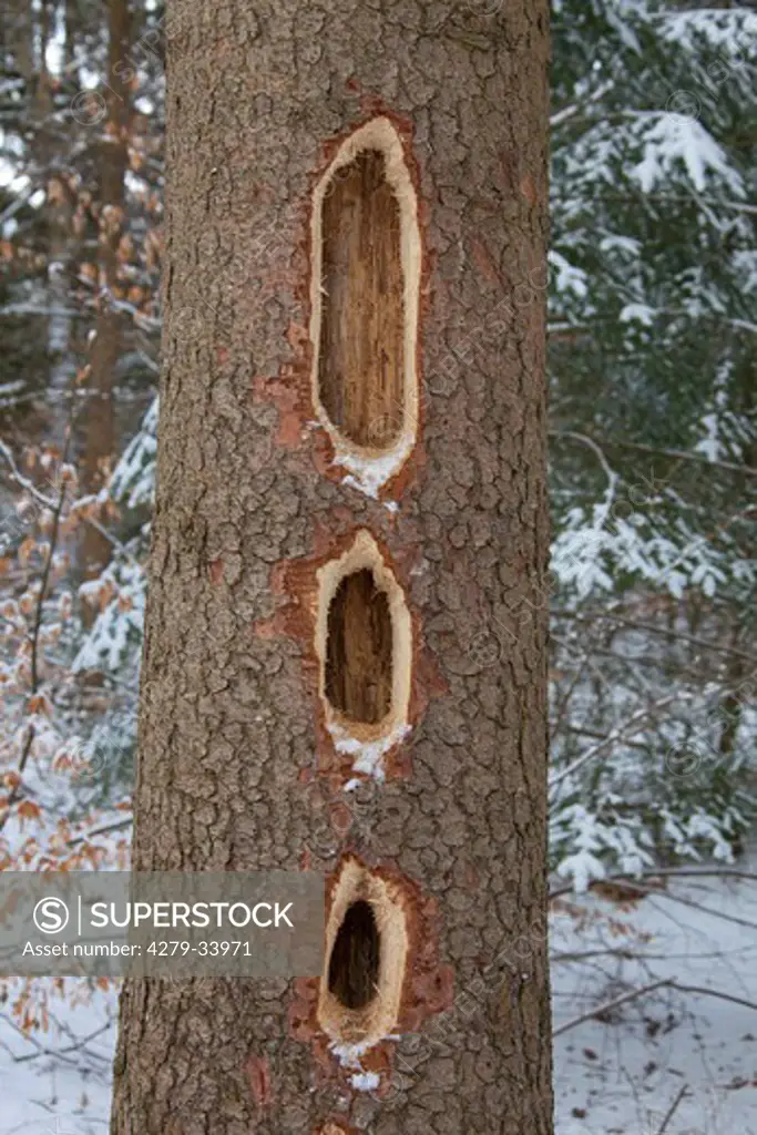 Black Woodpecker - nesting holes in a tree, Dryocopus martius