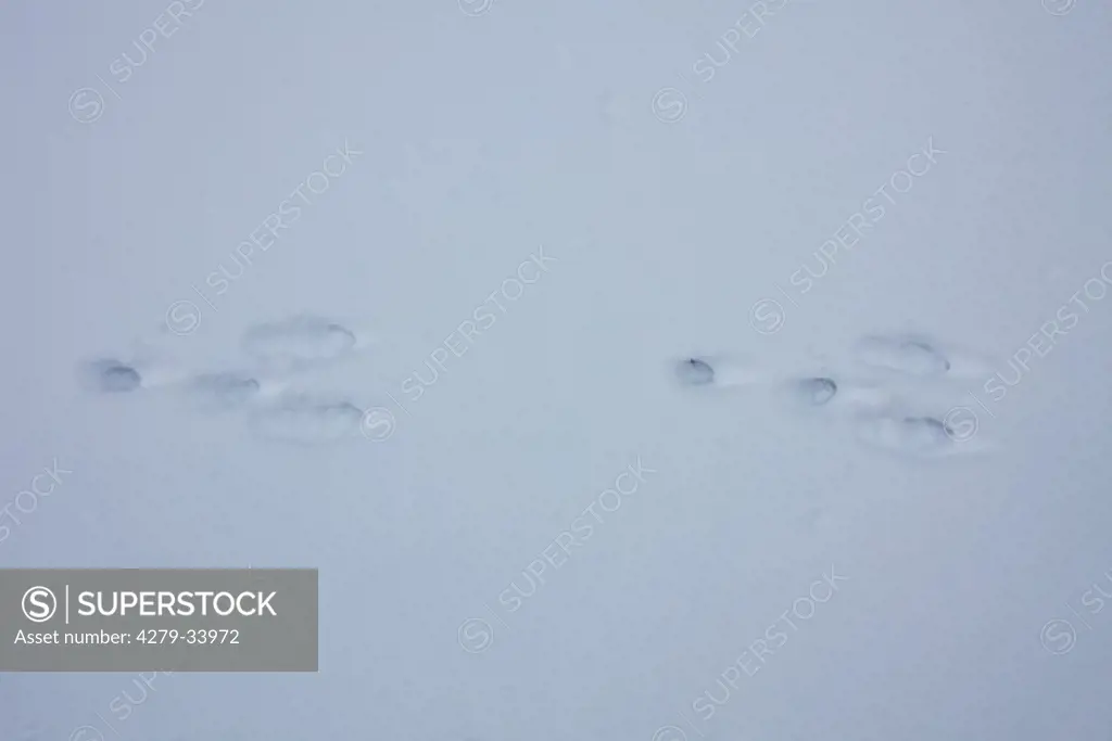 European rabbit - track in the snow, Oryctolagus cuniculus
