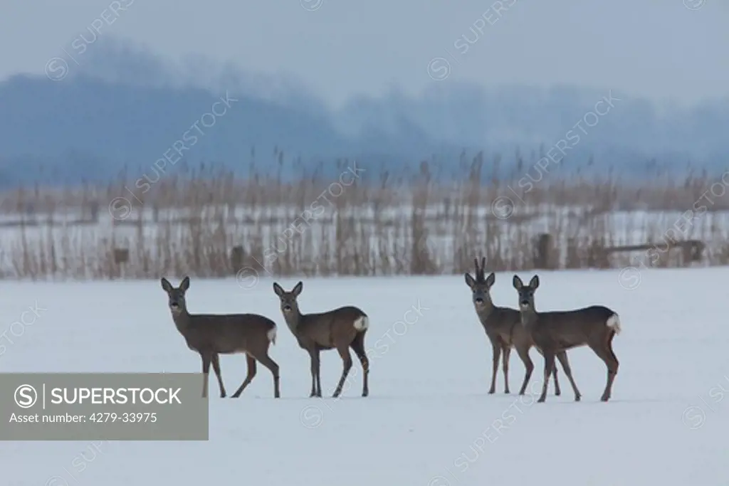 Roe Deers in the snow, Capreolus capreolus