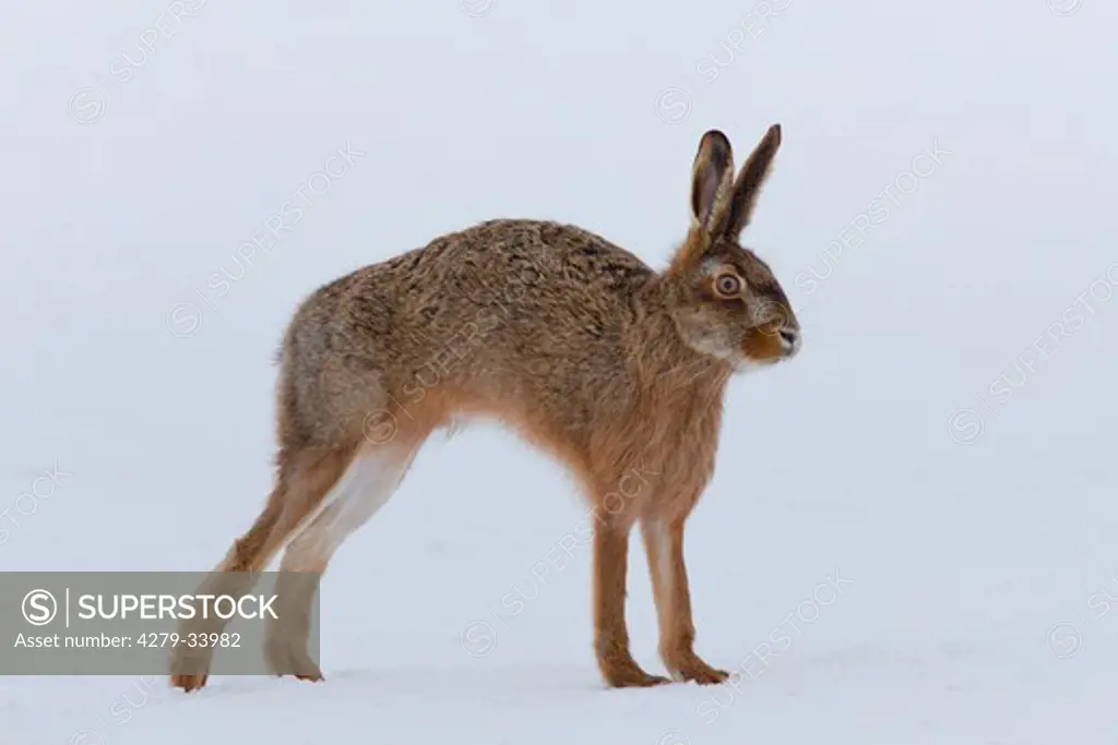 European hare standing in the snow - stretching itself, Lepus europaeus