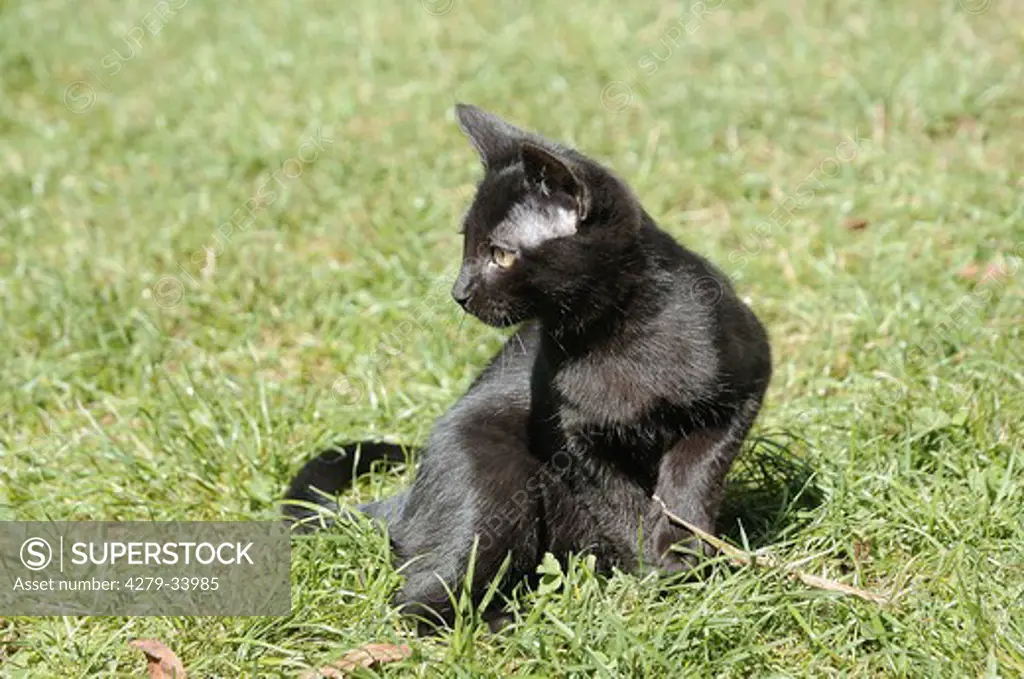 domestic cat - kitten sitting on meadow