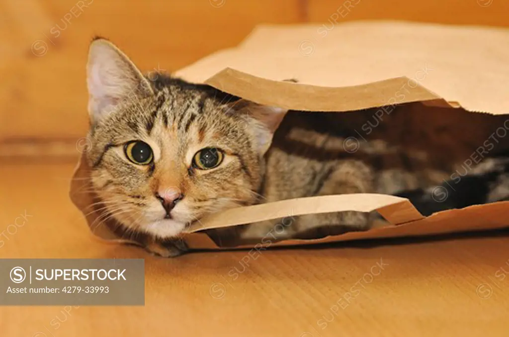 domestic cat - lying in paper bag