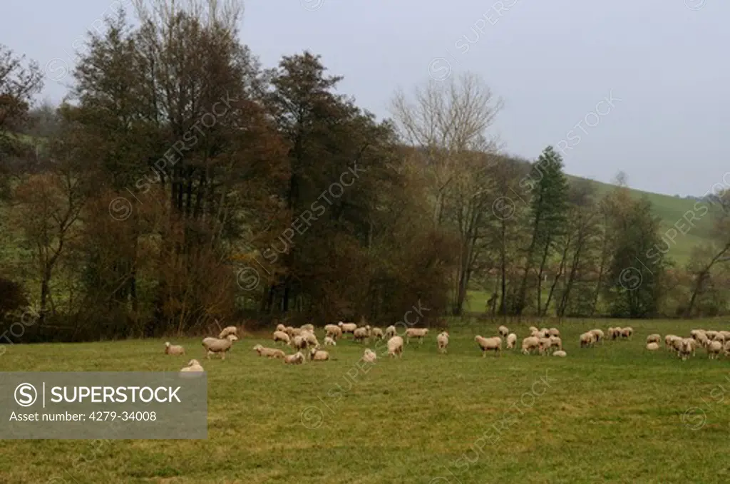 domestic sheep - herd on meadow, Ovis orientalis aries