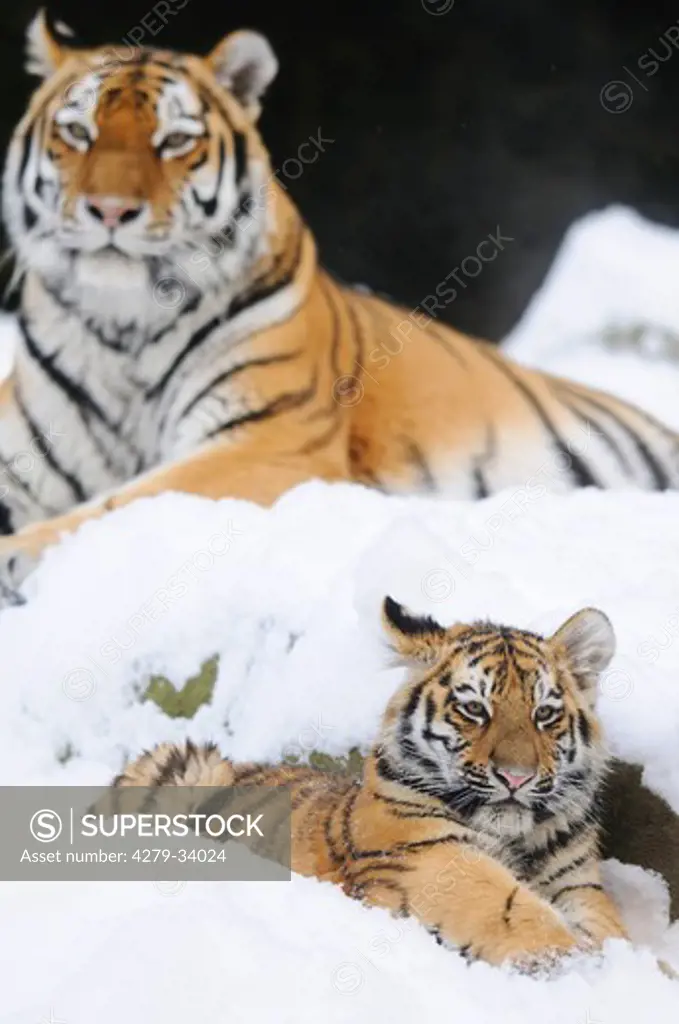 Siberian tiger with cub - lying in the snow, Panthera tigris