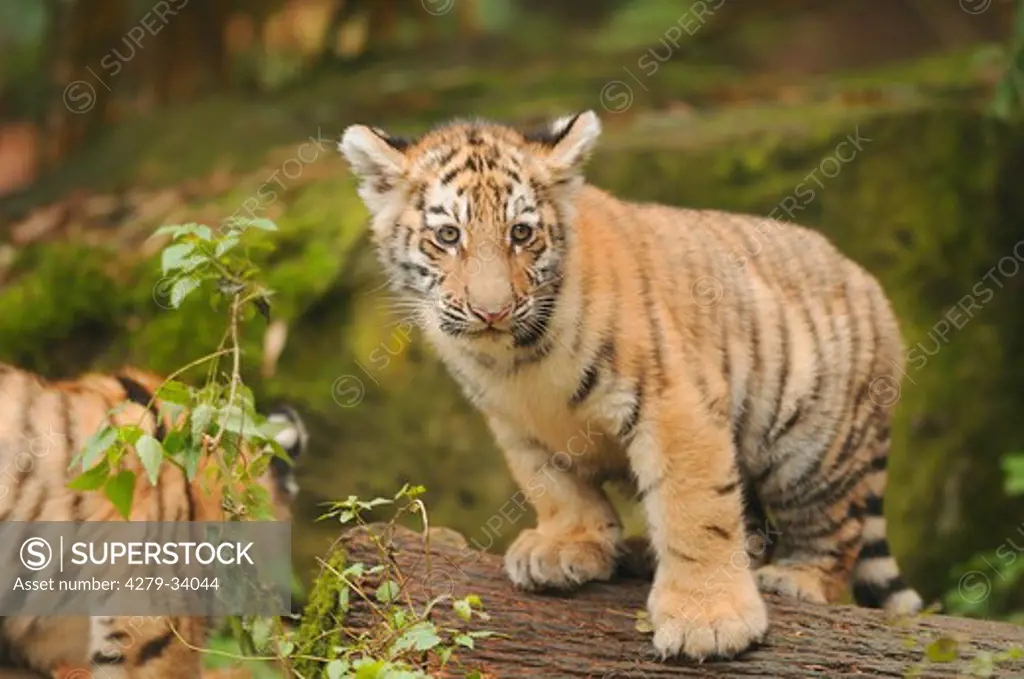 Siberian tiger - cub - standing, Panthera tigris altaica
