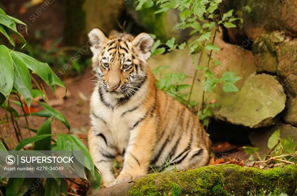 Siberian tiger - cub - sitting, Panthera tigris altaica