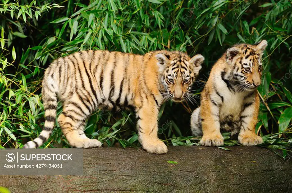 Siberian tiger - two cubs on trunk, Panthera tigris altaica