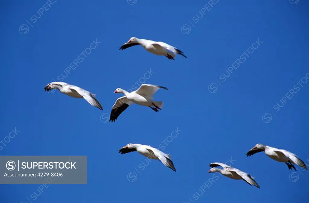 six Snow geese flying, Anser caerulescens
