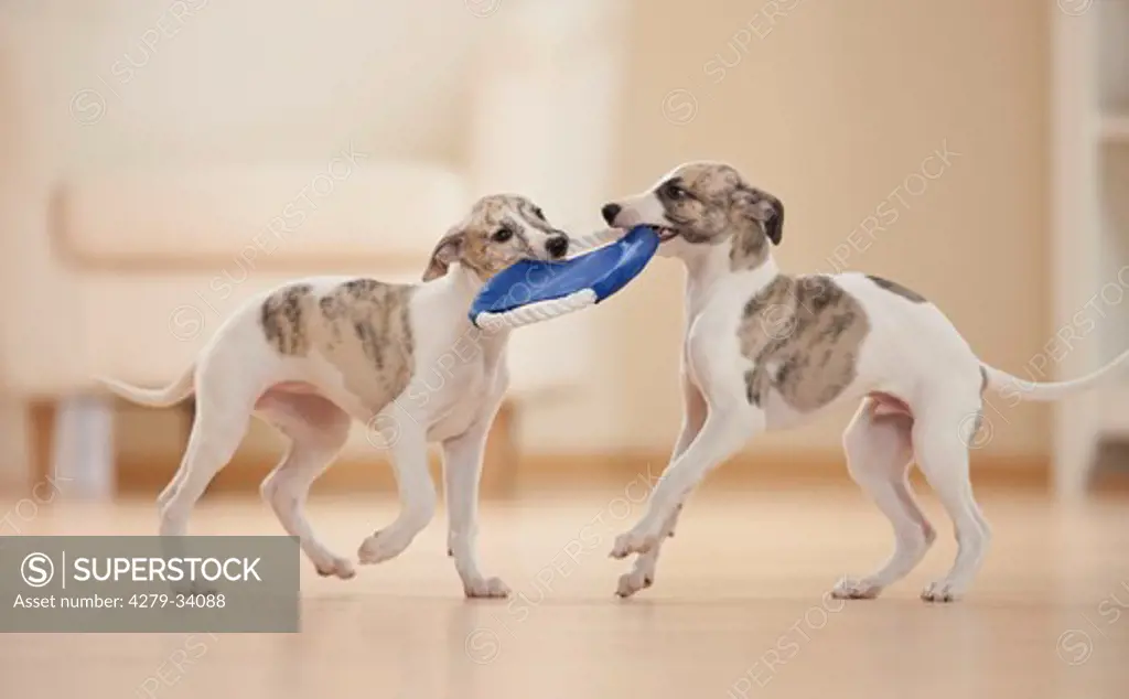 Whippet dog - two puppies - playing