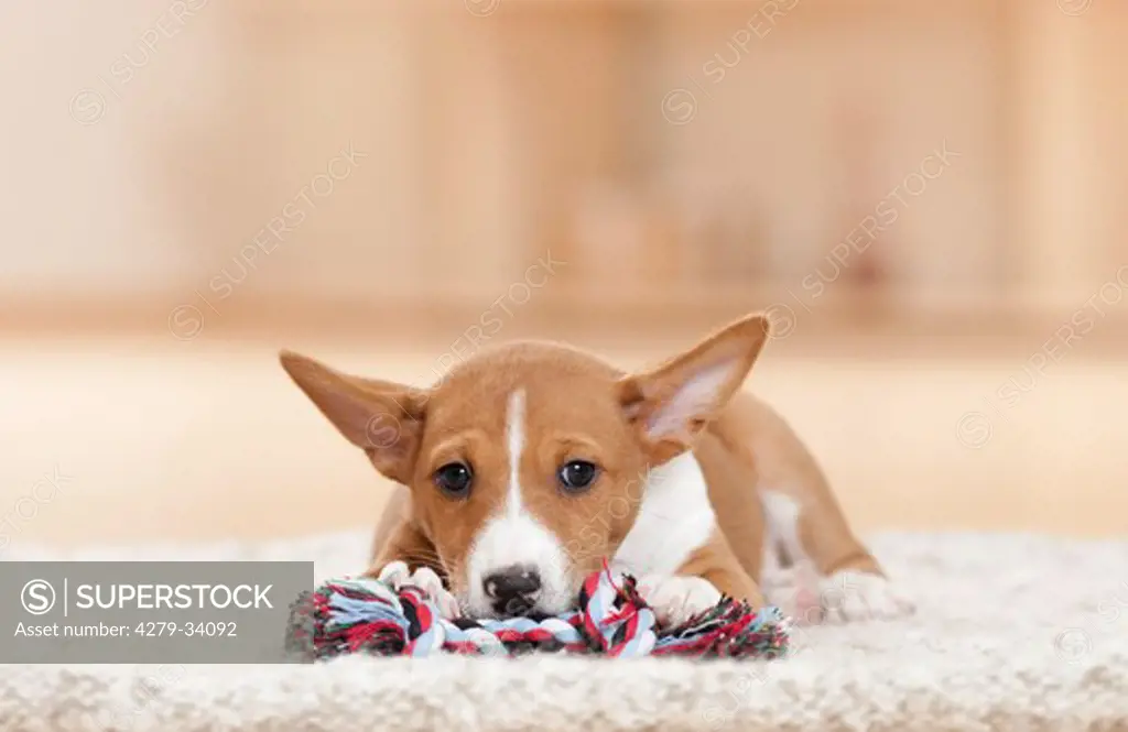 Basenji dog - puppy with toy