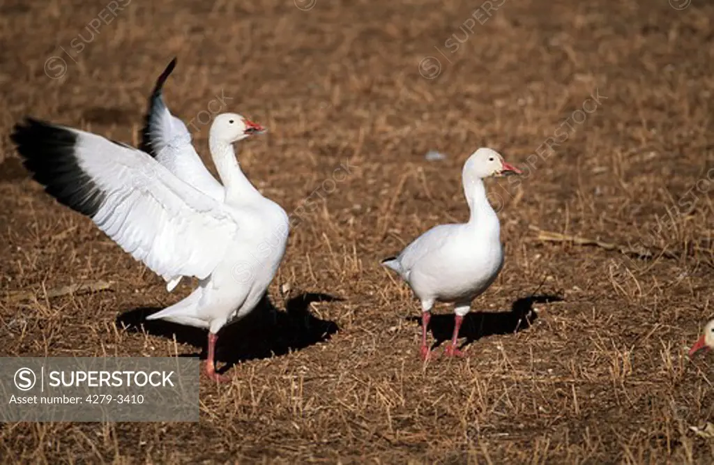two Snow geese, Anser caerulescens