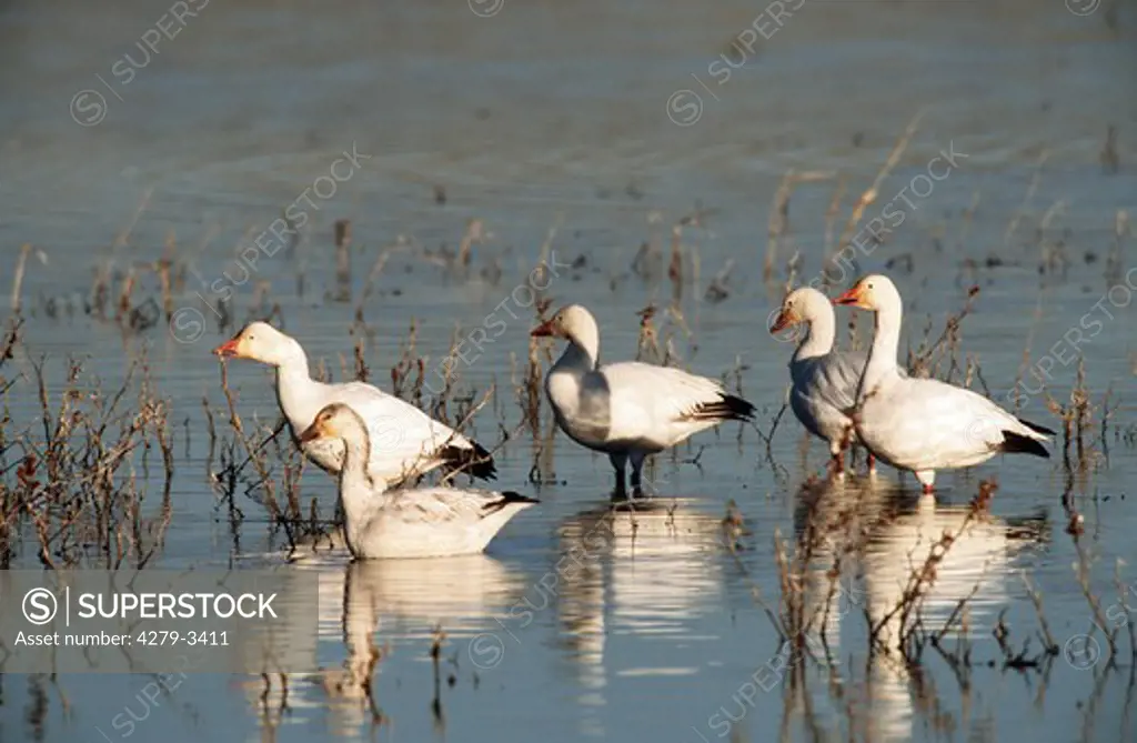 five Snow geese standing in water, Anser caerulescens