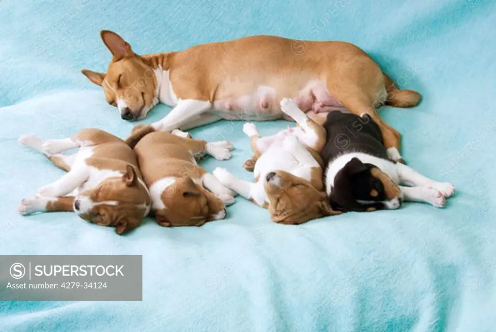 Basenji dog with puppies - sleeping - cut out