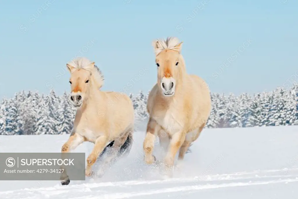 two young Norwegian Fjord Horses - running in snow