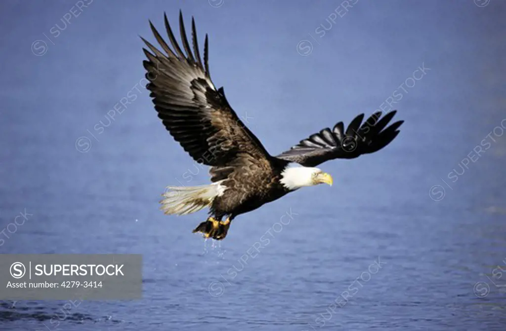 bald eagle, Haliaeetus leucocephalus