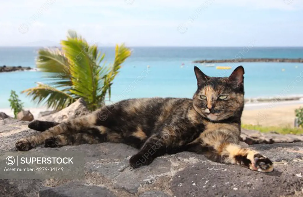 Domestic Cat - lying on a rock