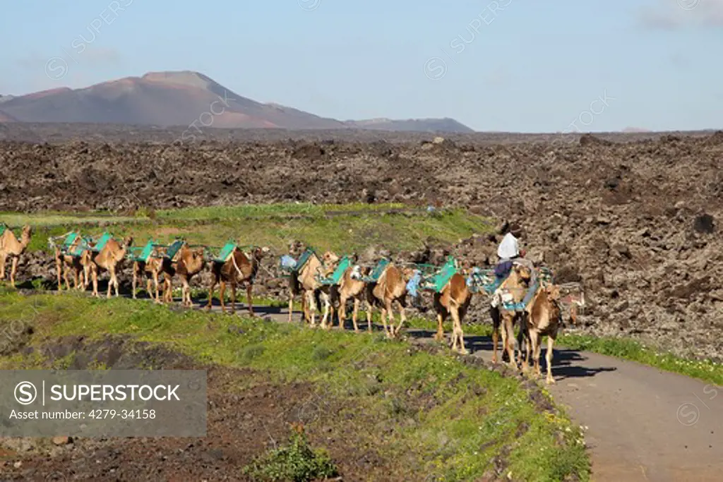 Lanzarote: Dromedaries on a street, Camelus dromedarius