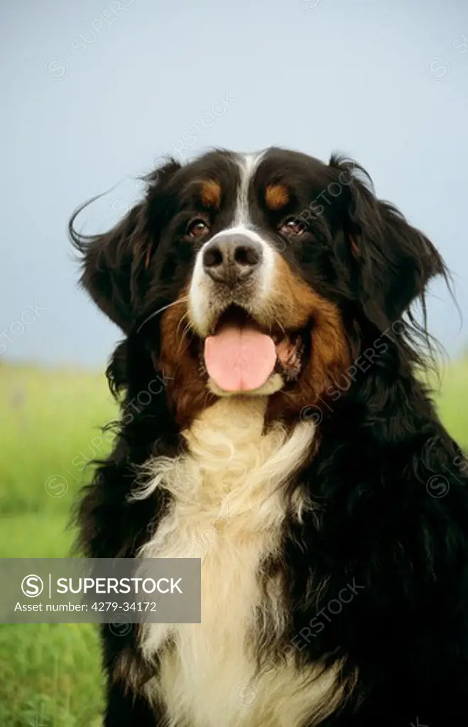 Bernese Mountain dog - sitting on a meadow
