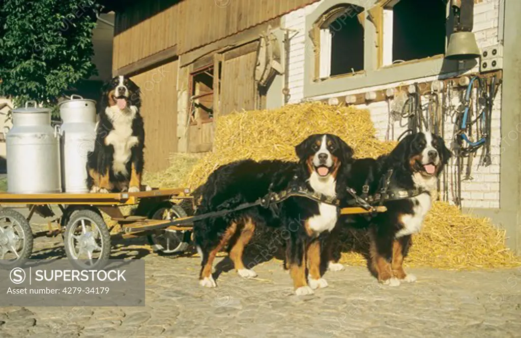 three Bernese Mountain dogs with a hand cart