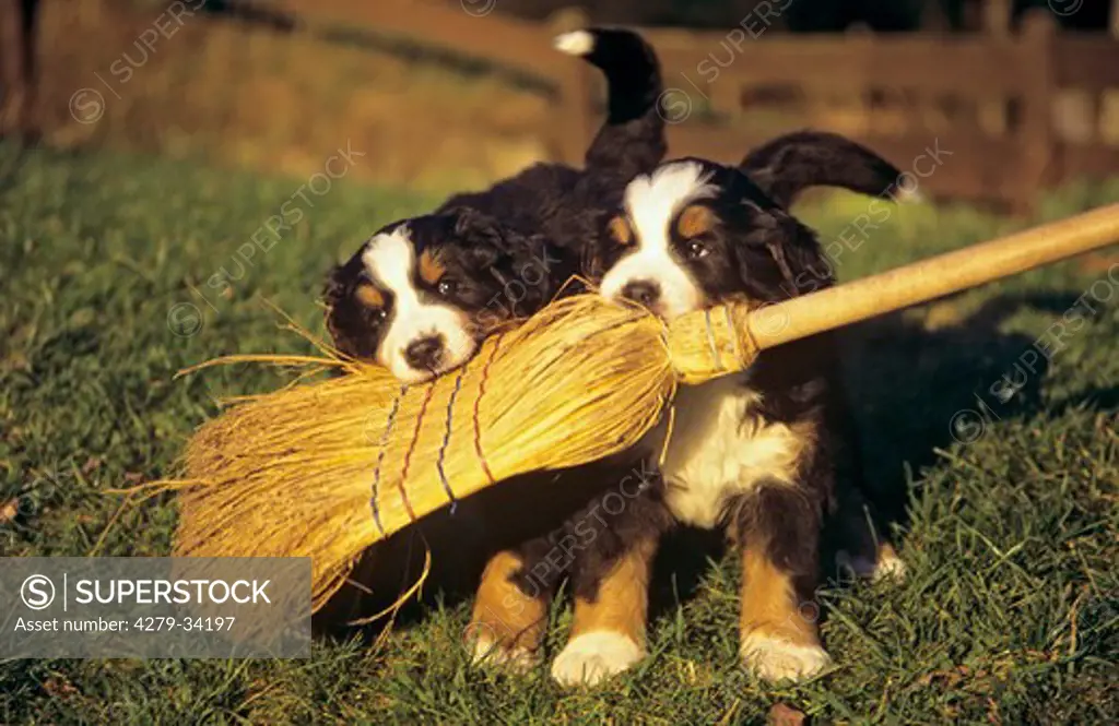 Bernese Mountain dog - two puppies biting in a broom