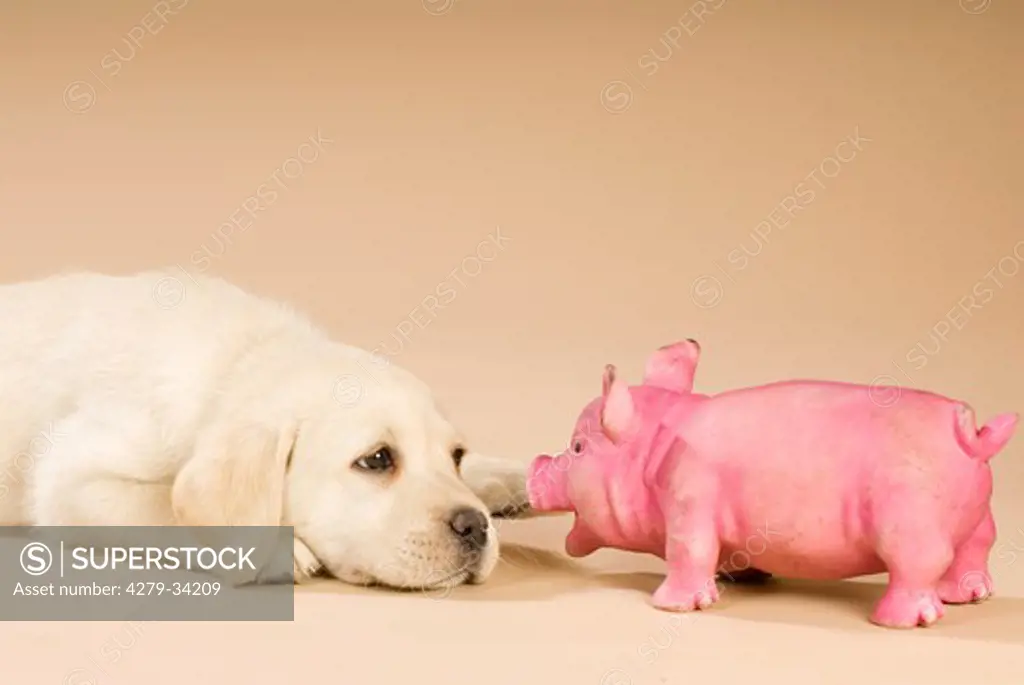 Labrador Retriever dog - puppy with toy