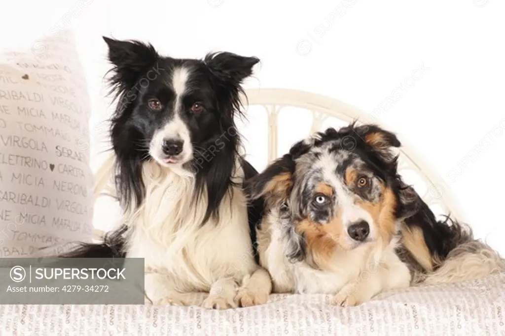 two Border Collie dogs - lying on a bed