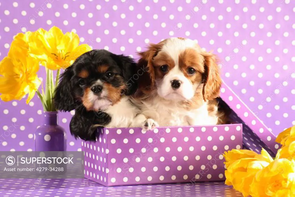 Cavalier King Charles Spaniel dog - two puppies sitting in a box
