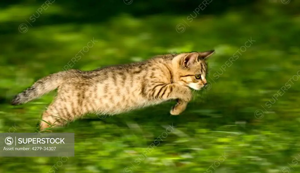 British Shorthair cat - kitten - jumping