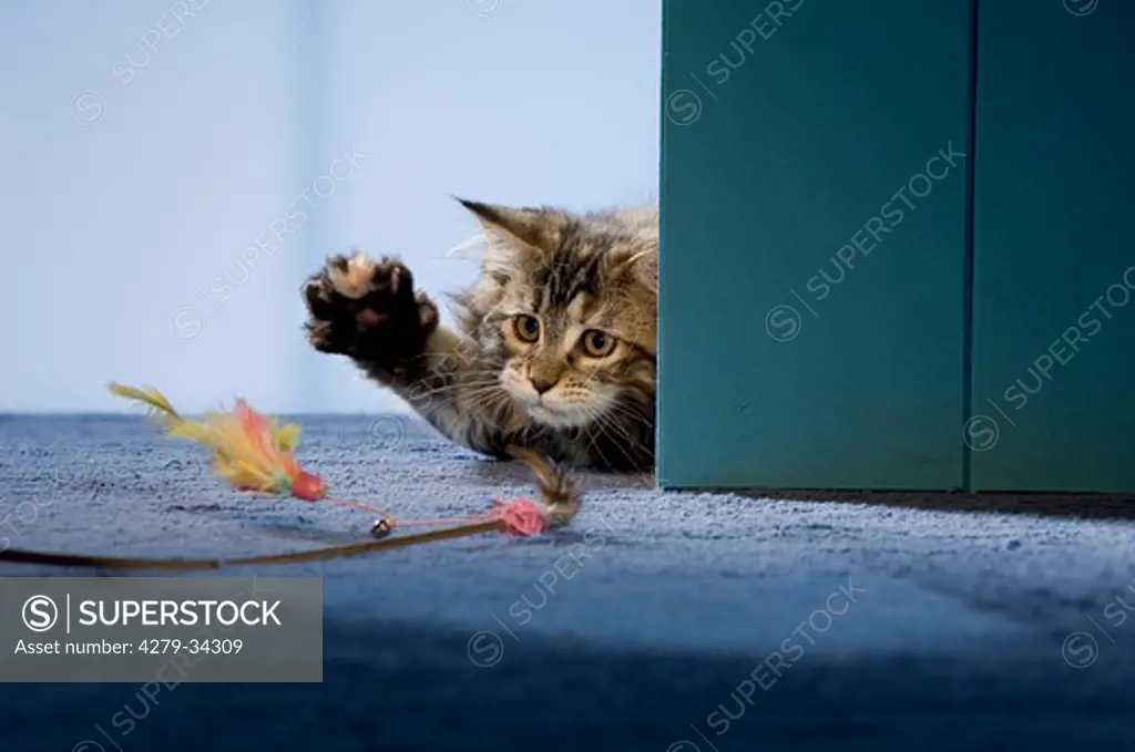 Maine Coon cat - kitten playing with feather