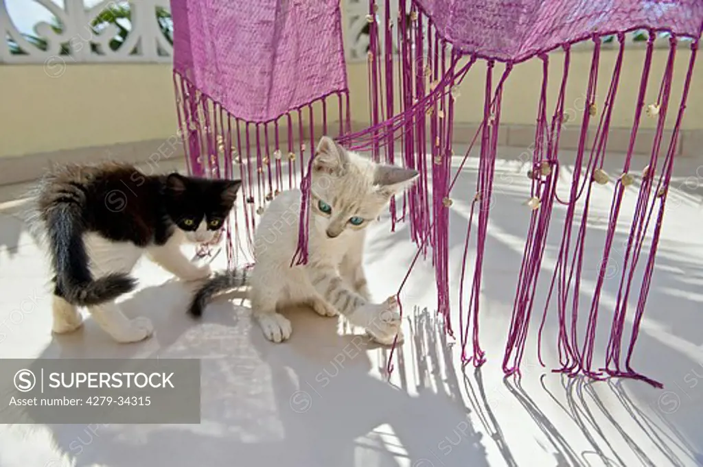 domestic cat - two kittens - playing