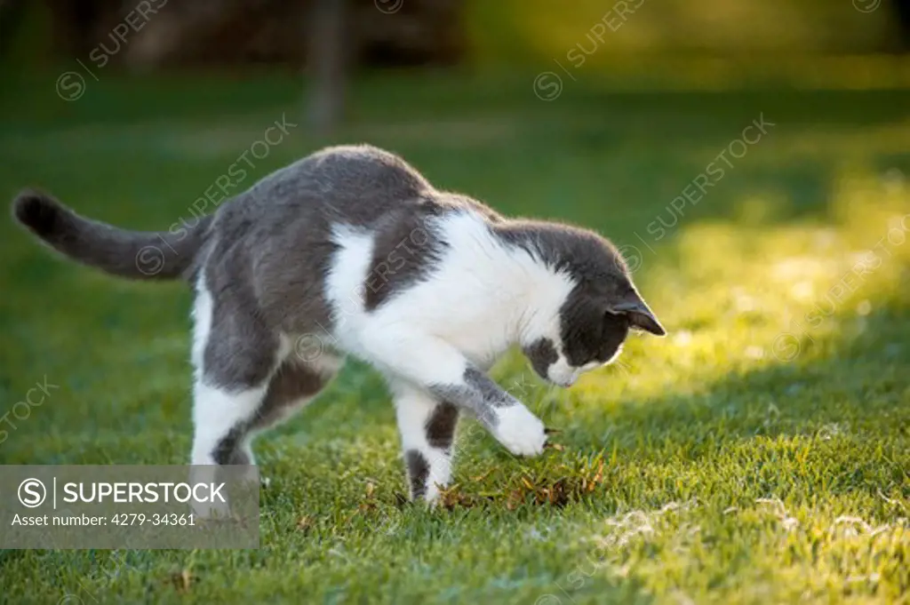 domestic cat catching prey