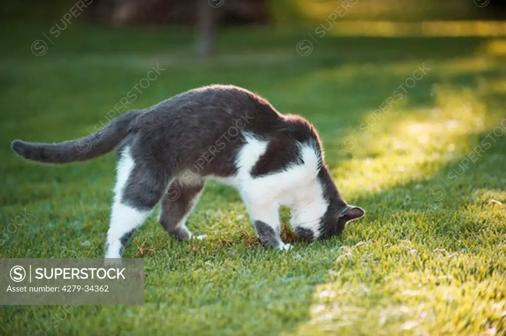 domestic cat catching prey