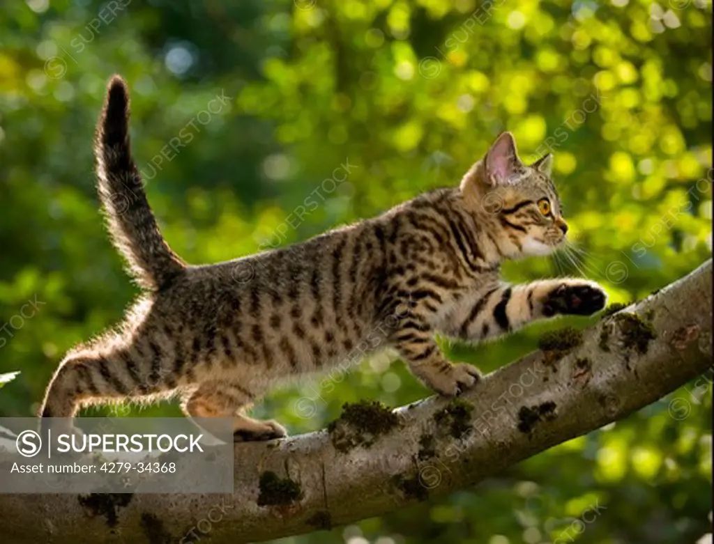 British Shorthair cat - kitten on branch