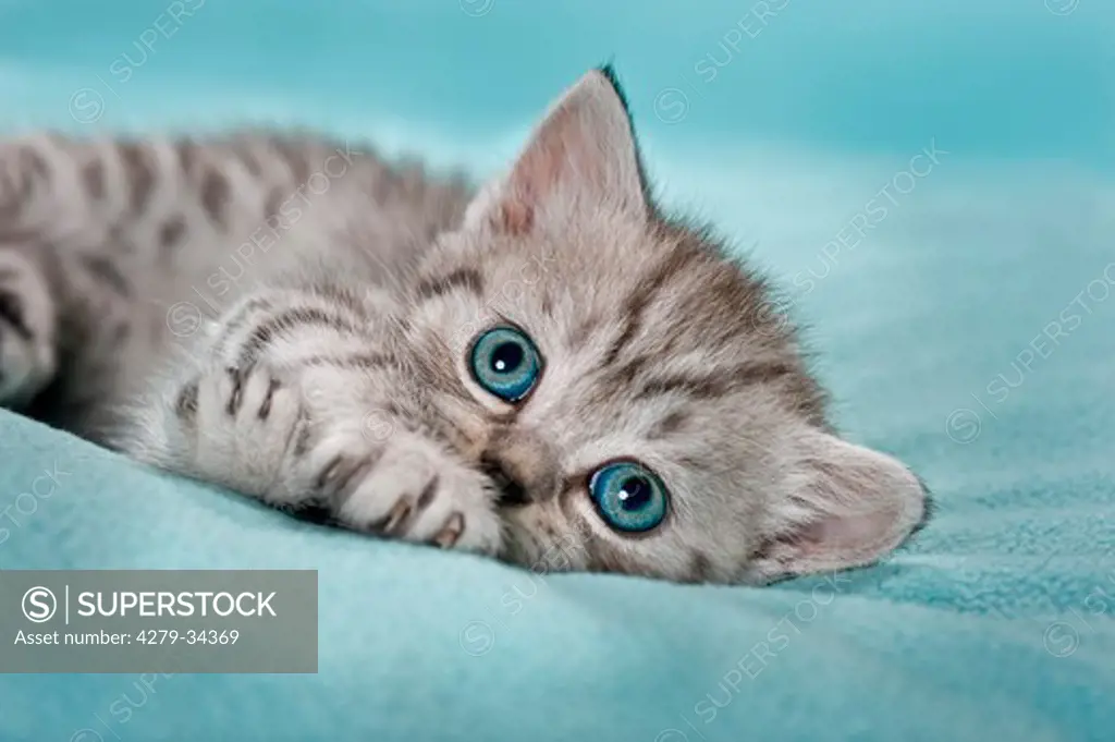 British Shorthair cat - kitten - lying