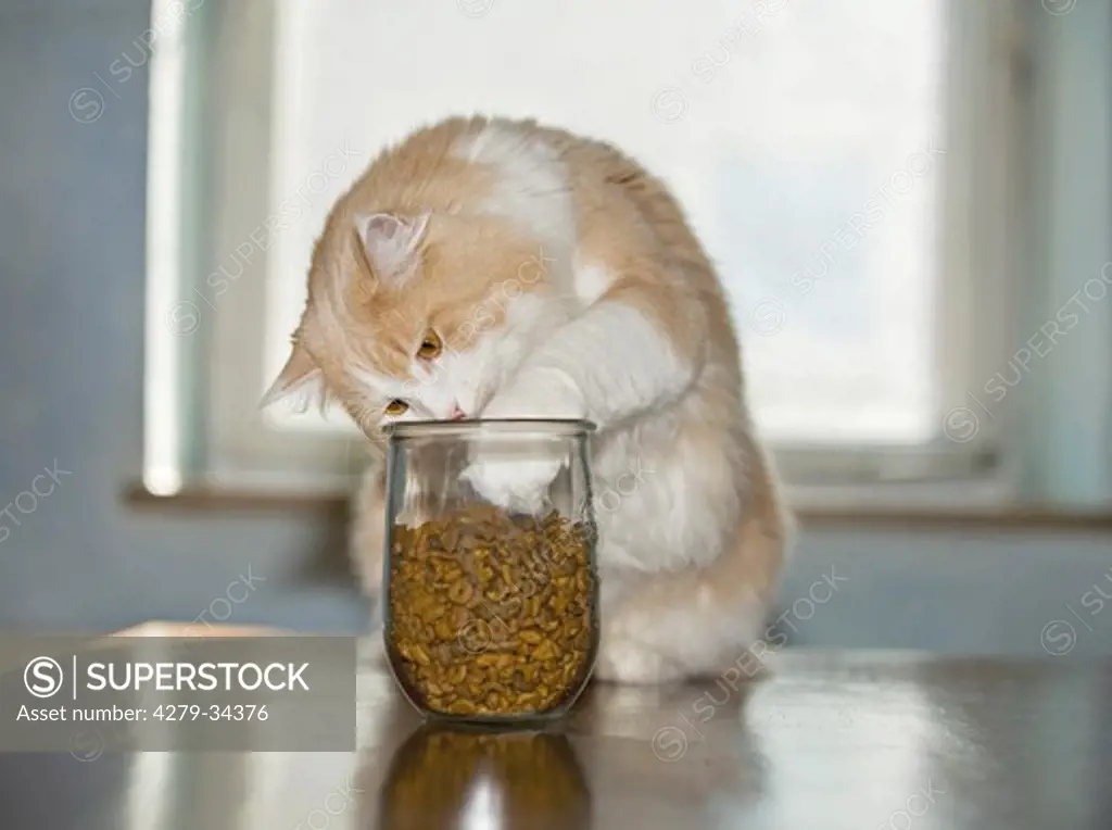 Maine Coon cat at glass with cat food