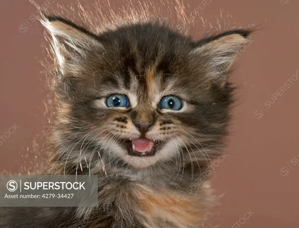 Maine Coon cat - portrait