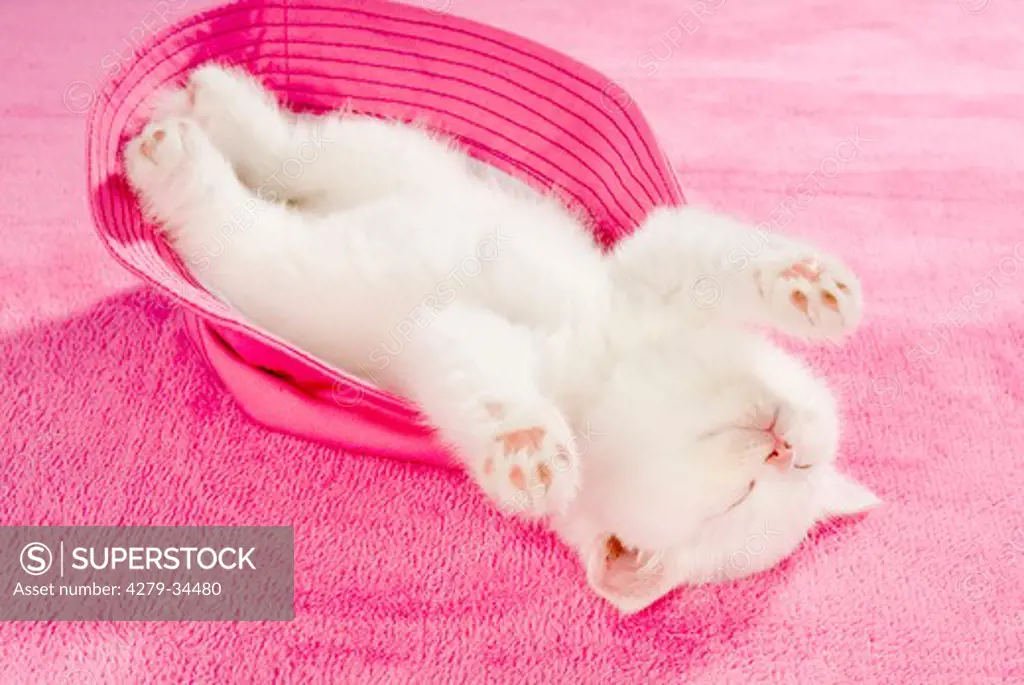 British Shorthair cat - kitten sleeping in a cap
