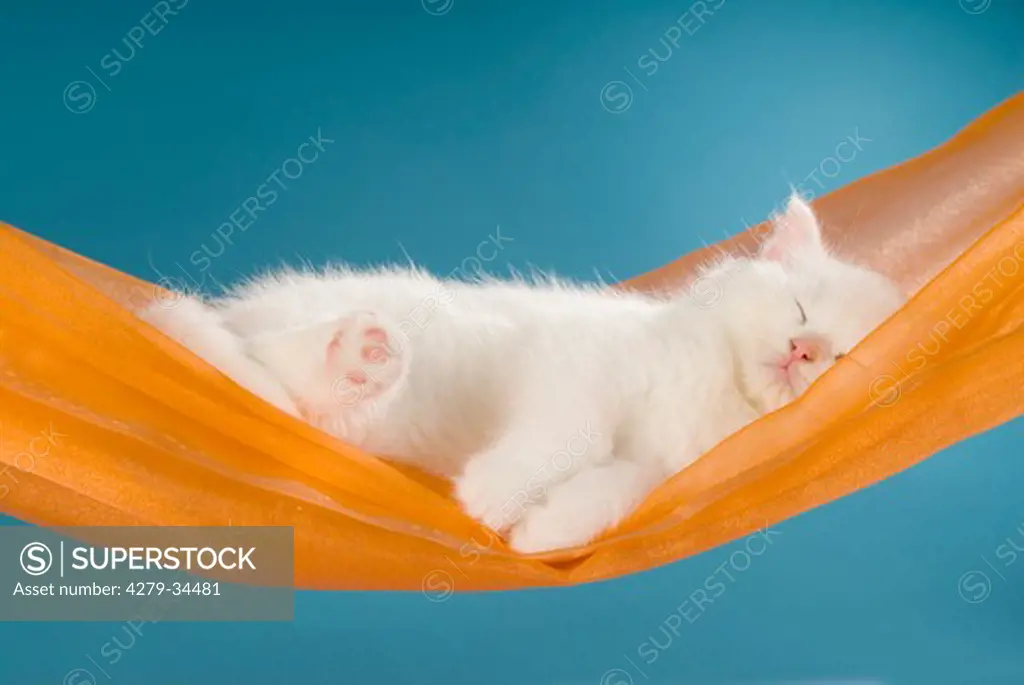British Shorthair cat - kitten sleeping in a scarf