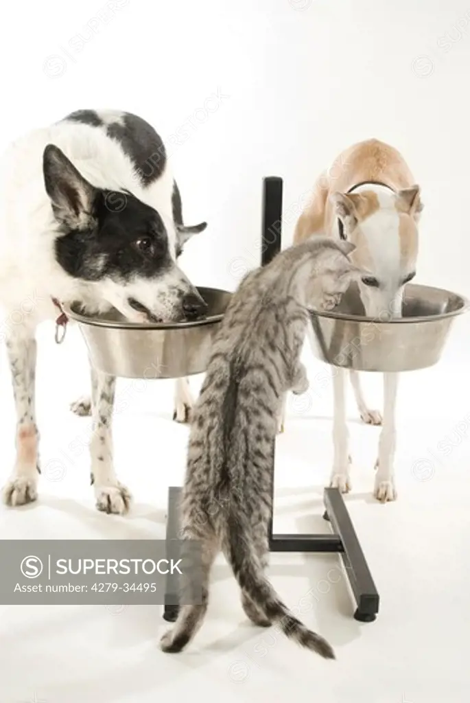animal friendship : half breed dog, Whippet dog and domestic cat - munching