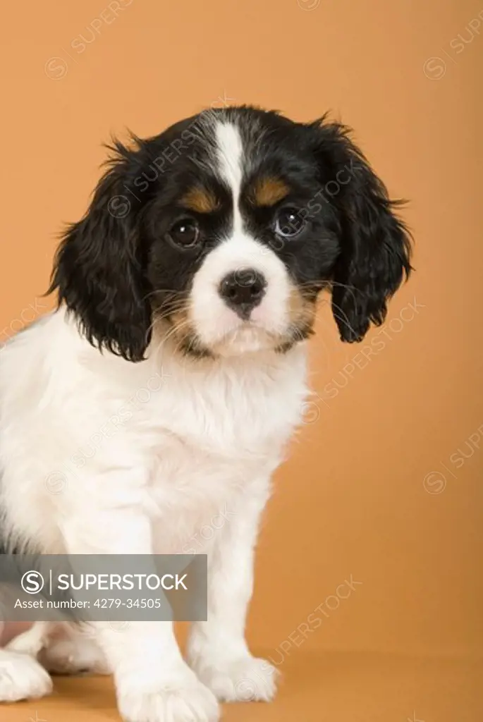 Cavalier King Charles Spaniel dog - sitting - cut out