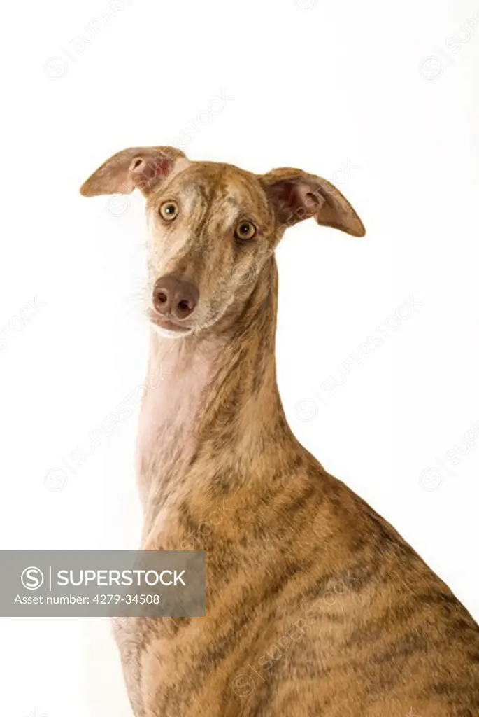 l Spanish greyhound dog - sitting - cut out
