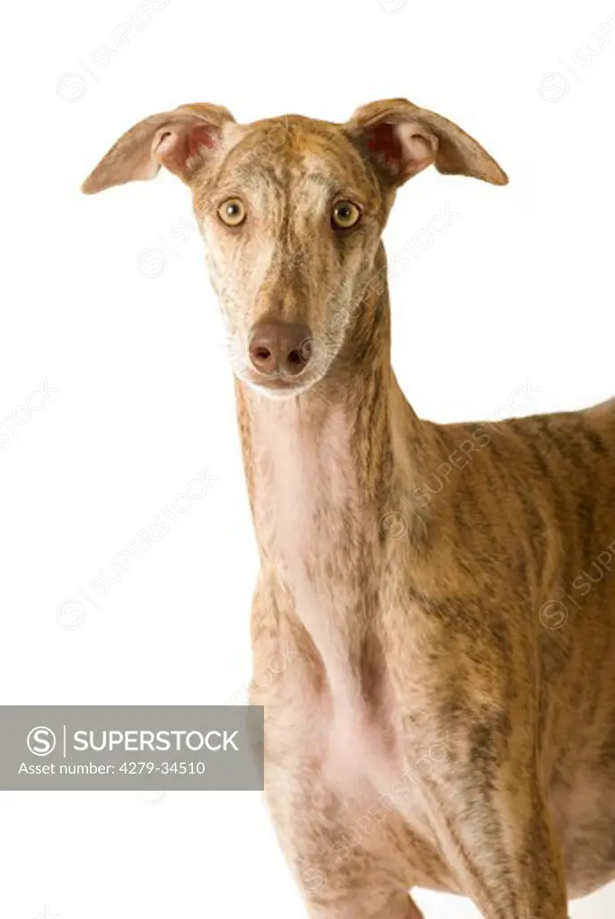 l Spanish greyhound dog - standing - cut out