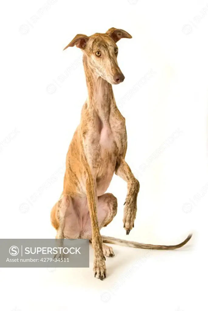 l Spanish greyhound dog - sitting - cut out