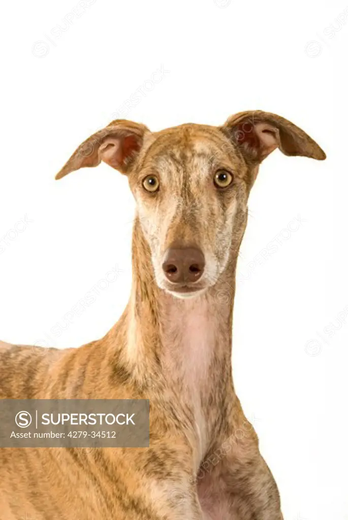 l Spanish greyhound dog - portrait - cut out