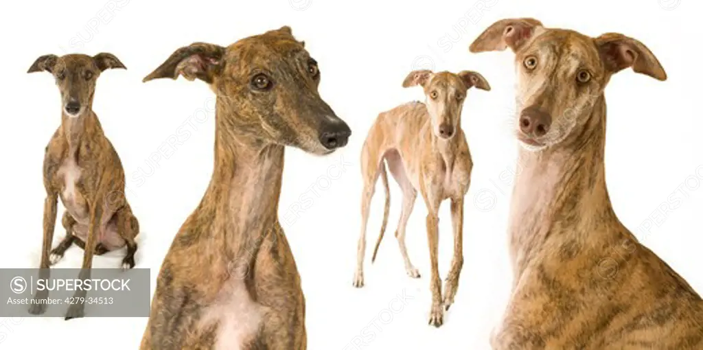 l four Spanish greyhound dogs - cut out