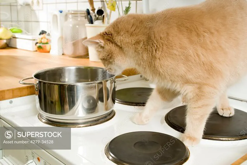 bad habit: cat standing on a cooker