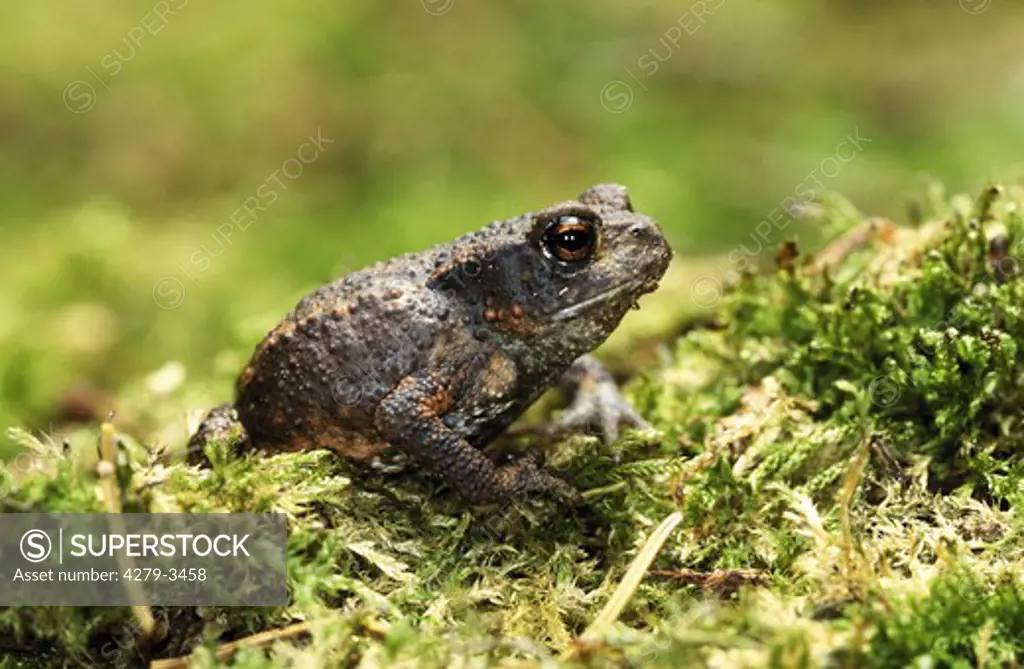 European common toad, bufo bufo
